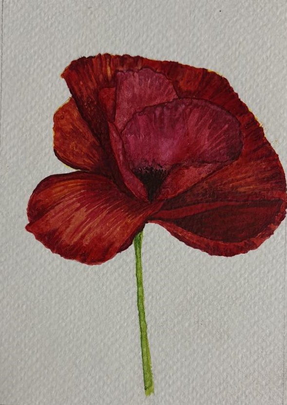 Poppy, Oil postcard, 2025